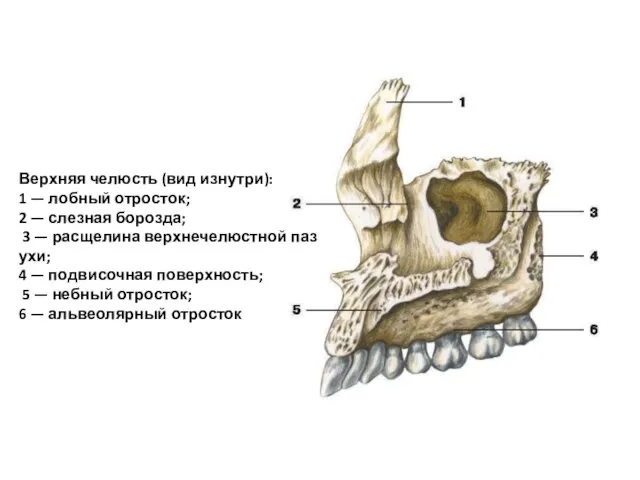 Верхняя челюсть (вид изнутри): 1 — лобный отросток; 2 — слезная борозда;