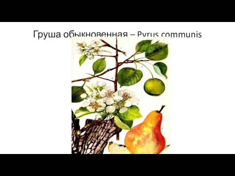Груша обыкновенная – Pyrus communis