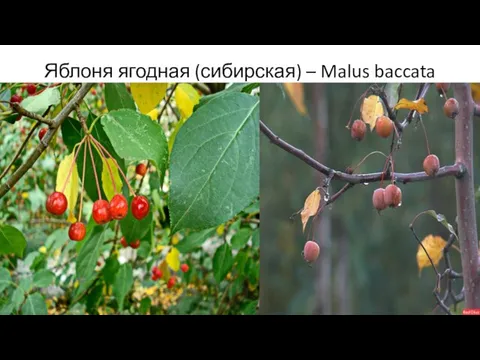 Яблоня ягодная (сибирская) – Malus baccata