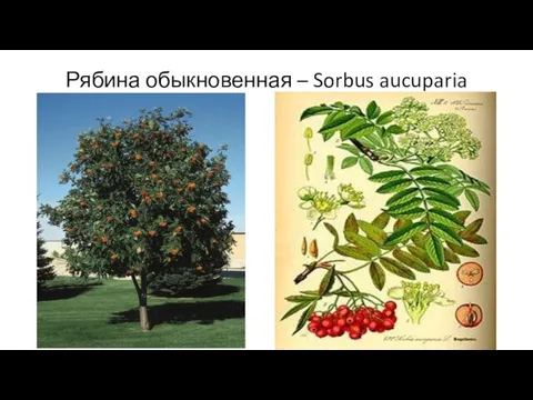 Рябина обыкновенная – Sorbus aucuparia