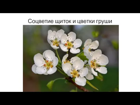 Соцветие щиток и цветки груши