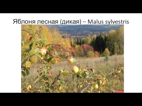 Яблоня лесная (дикая) – Malus sylvestris