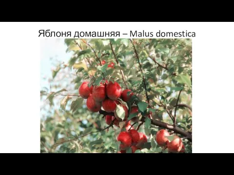 Яблоня домашняя – Malus domestica