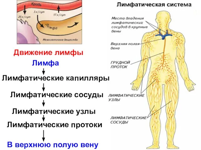 Лимфатические капилляры Лимфатические сосуды Лимфатические узлы Лимфатические протоки Лимфа В верхнюю полую вену Движение лимфы