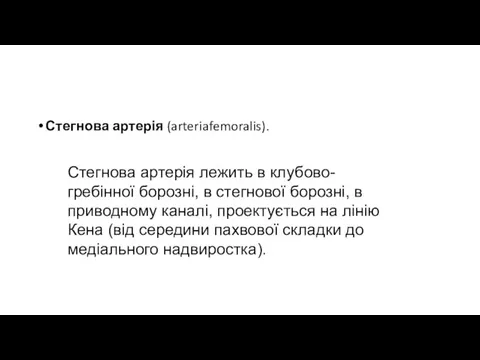 Стегнова артерія (arteriafemoralis). Стегнова артерія лежить в клубово-гребінної борозні, в стегнової борозні,