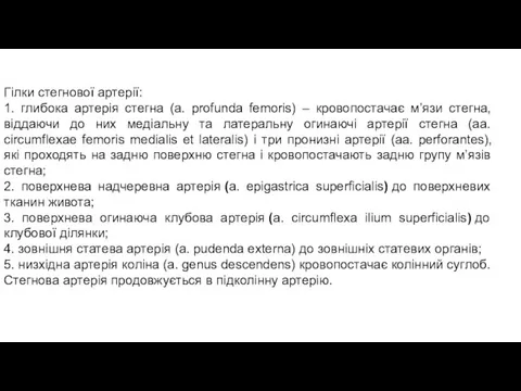 Гілки стегнової артерії: 1. глибока артерія стегна (a. profunda femoris) – кровопостачає