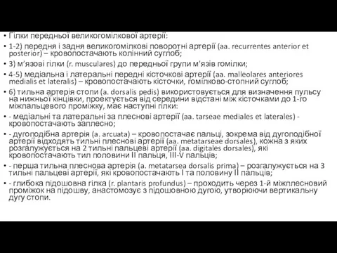 Гілки передньої великогомілкової артерії: 1-2) передня і задня великогомілкові поворотні артерії (aa.