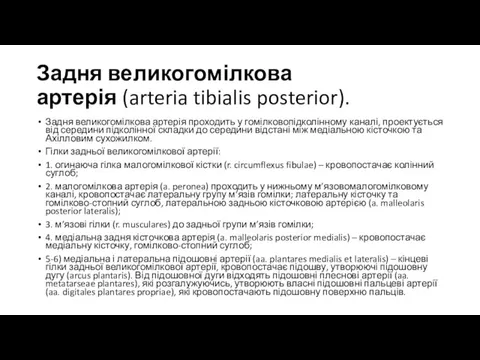 Задня великогомілкова артерія (arteria tibialis posterior). Задня великогомілкова артерія проходить у гомілковопідколінному