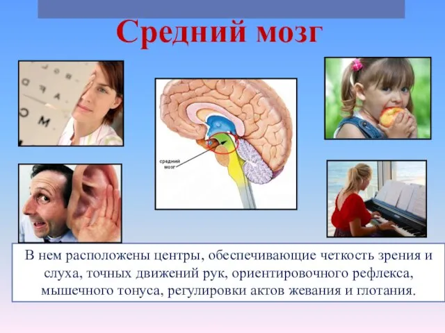 Средний мозг В нем расположены центры, обеспечивающие четкость зрения и слуха, точных