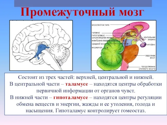 Промежуточный мозг Состоит из трех частей: верхней, центральной и нижней. В центральной
