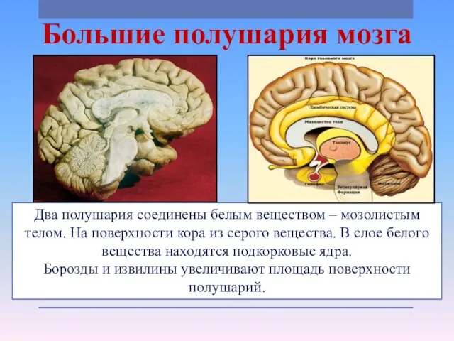 Большие полушария мозга Два полушария соединены белым веществом – мозолистым телом. На