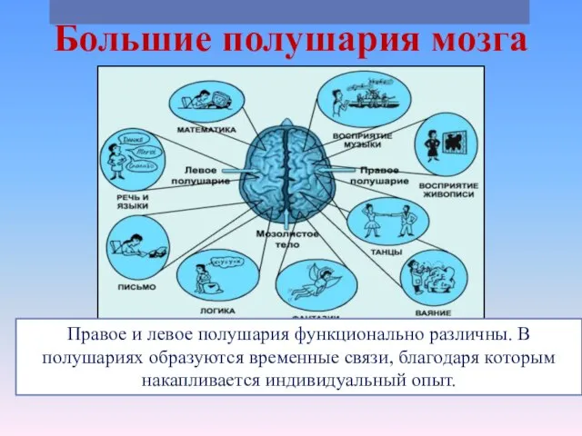 Большие полушария мозга Правое и левое полушария функционально различны. В полушариях образуются