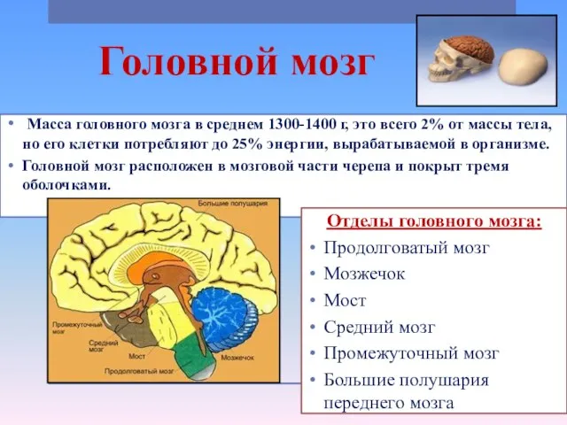 Головной мозг Масса головного мозга в среднем 1300-1400 г, это всего 2%