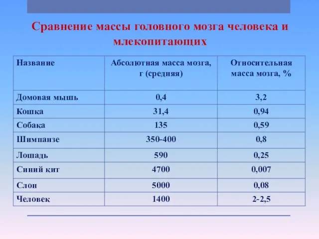 Сравнение массы головного мозга человека и млекопитающих