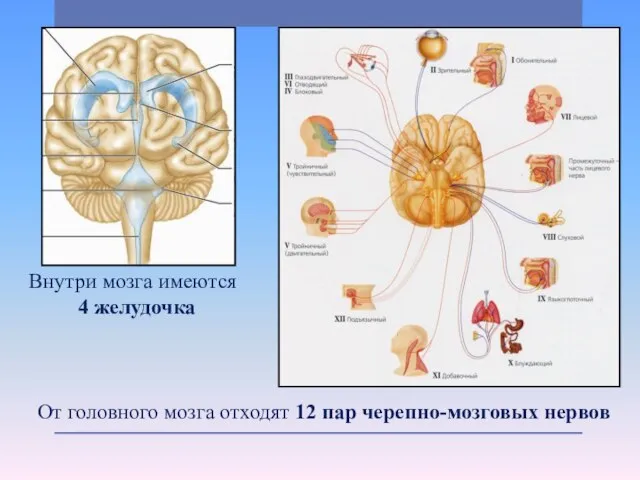 От головного мозга отходят 12 пар черепно-мозговых нервов Внутри мозга имеются 4 желудочка