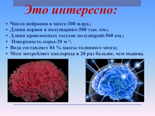 Это интересно: • Число нейронов в мозге-100 млрд.; • Длина нервов в