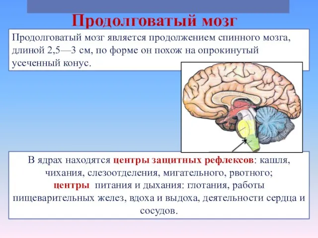 Продолговатый мозг Продолговатый мозг является продолжением спинного мозга, длиной 2,5—3 см, по