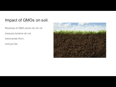 Impact of GMOs on soil. Residues of GMO plants do not rot