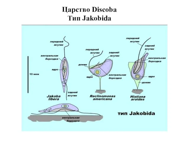 Царство Discoba Тип Jakobida