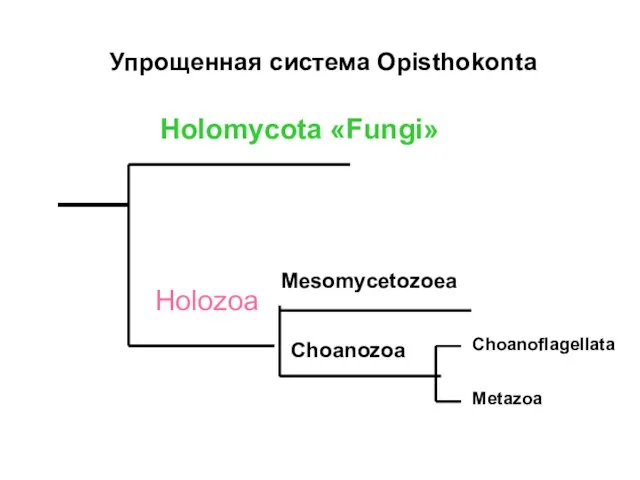 Упрощенная система Opisthokonta Choanozoa Holomycota «Fungi» Holozoa Mesomycetozoea Choanoflagellata Metazoa