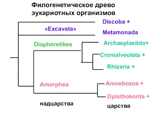 Филогенетическое древо эукариотных организмов Discoba + Metamonada Archaeplastida+ Cromalveolata + Rhizaria +