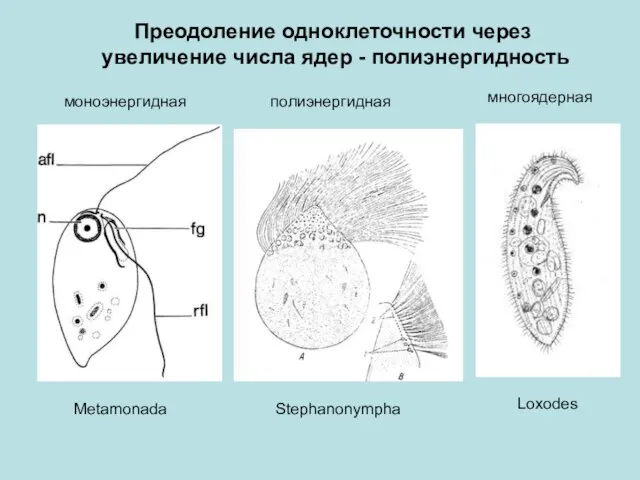 Metamonada Stephanonympha Loxodes моноэнергидная полиэнергидная многоядерная Преодоление одноклеточности через увеличение числа ядер - полиэнергидность