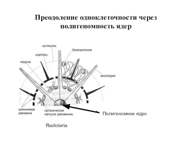 Преодоление одноклеточности через полигеномность ядер Полигеномное ядро Radiolaria