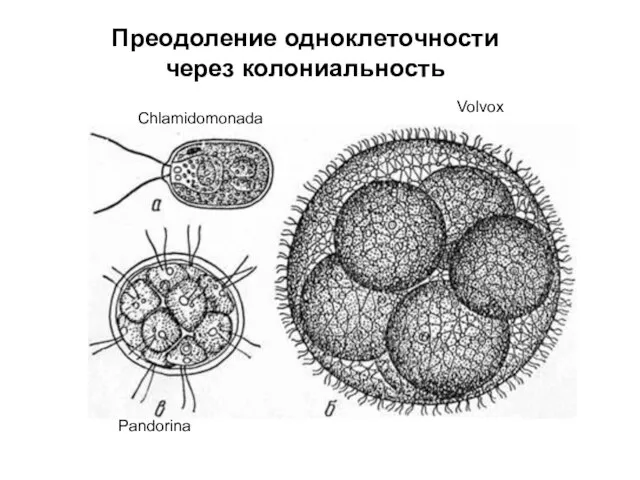 Преодоление одноклеточности через колониальность Chlamidomonada Volvox Pandorina