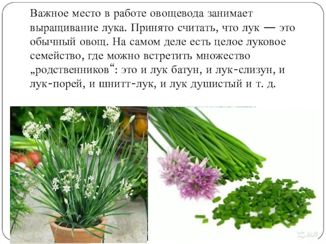 Важное место в работе овощевода занимает выращивание лука. Принято считать, что лук