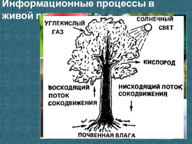 Информационные процессы в живой природе