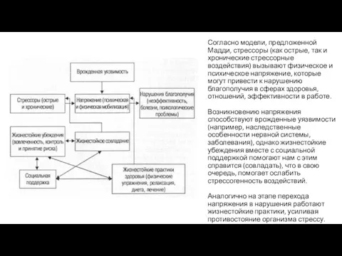 Согласно модели, предложенной Мадди, стрессоры (как острые, так и хронические стрессорные воздействия)