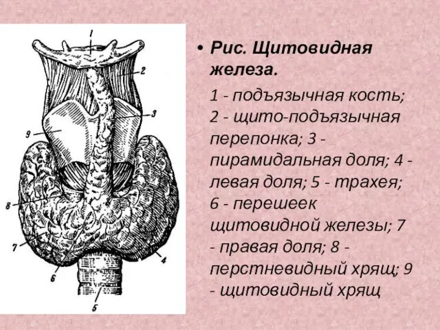 Рис. Щитовидная железа. 1 - подъязычная кость; 2 - щито-подъязычная перепонка; 3