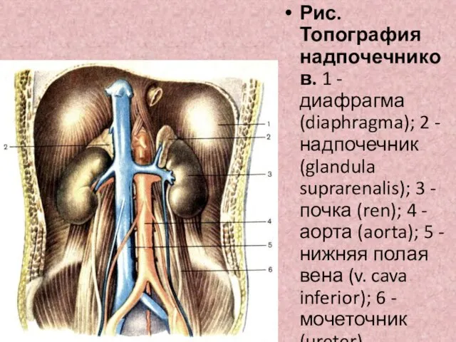Рис. Топография надпочечников. 1 - диафрагма (diaphragma); 2 - надпочечник (glandula suprarenalis);
