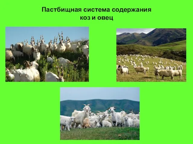 Пастбищная система содержания коз и овец
