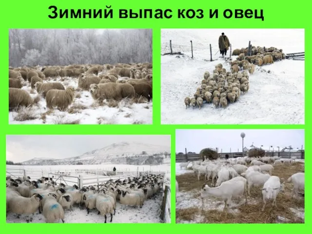 Зимний выпас коз и овец