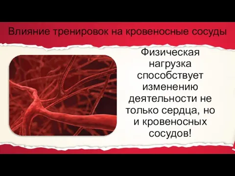 Физическая нагрузка способствует изменению деятельности не только сердца, но и кровеносных сосудов!