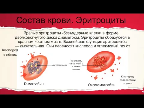 Состав крови. Эритроциты Зрелые эритроциты -безъядерные клетки в форме двояковогнутого диска диаметром.