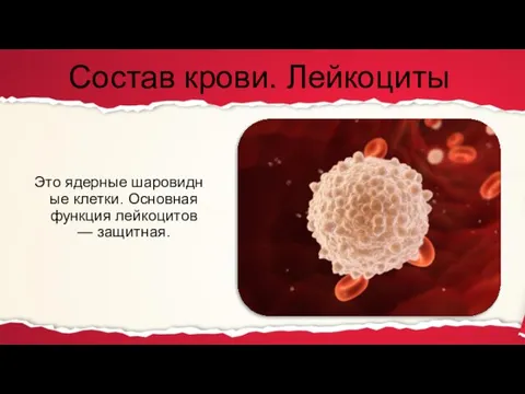 Состав крови. Лейкоциты Это ядерные шаровидные клетки. Основная функция лейкоцитов — защитная.