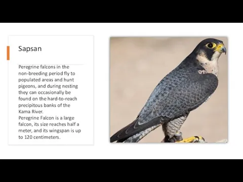 Sapsan Peregrine falcons in the non-breeding period fly to populated areas and