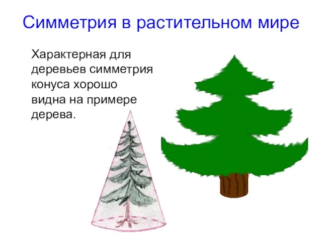 Симметрия в растительном мире Характерная для деревьев симметрия конуса хорошо видна на примере дерева.