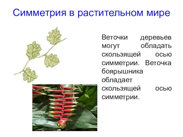 Симметрия в растительном мире Веточки деревьев могут обладать скользящей осью симметрии. Веточка