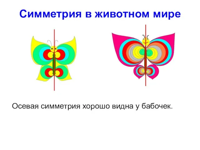 Симметрия в животном мире Осевая симметрия хорошо видна у бабочек.