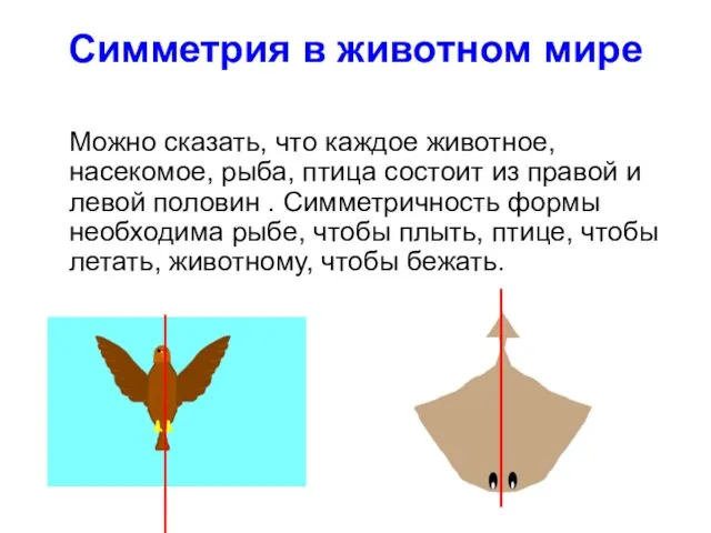 Симметрия в животном мире Можно сказать, что каждое животное, насекомое, рыба, птица