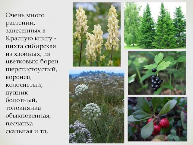 Очень много растений, занесенных в Красную книгу - пихта сибирская из хвойных,