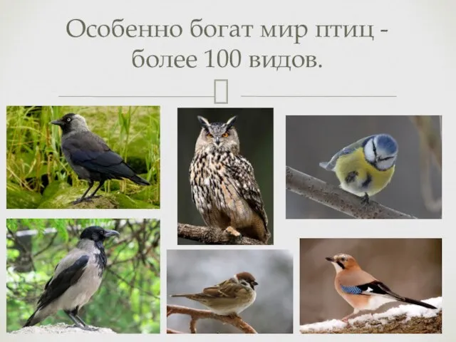Особенно богат мир птиц - более 100 видов.