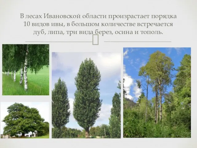 В лесах Ивановской области произрастает порядка 10 видов ивы, в большом количестве
