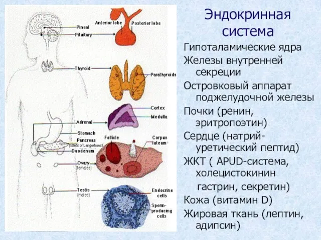 Эндокринная система Гипоталамические ядра Железы внутренней секреции Островковый аппарат поджелудочной железы Почки