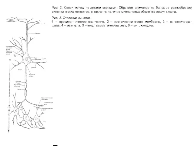Рис. 2. Связи между нервными клетками. Обратите внимание на большое разнообразие синаптических