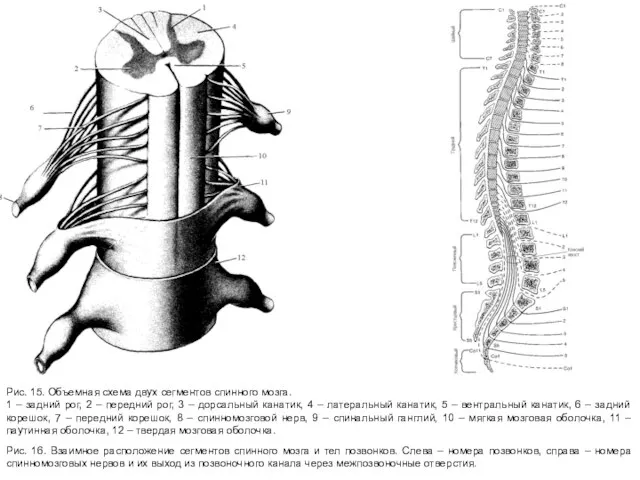 Рис. 15. Объемная схема двух сегментов спинного мозга. 1 – задний рог,