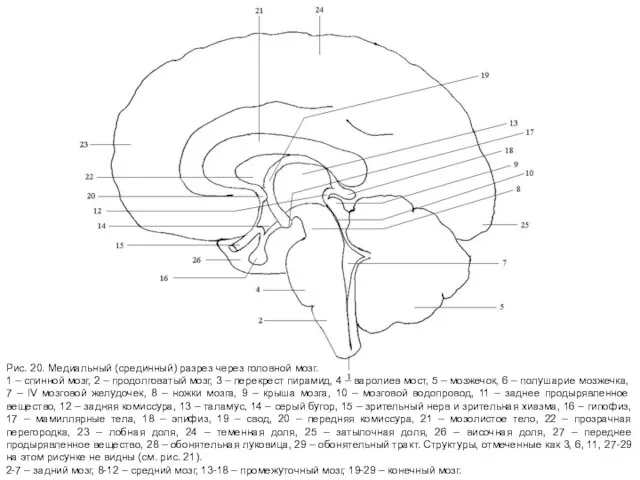 Рис. 20. Медиальный (срединный) разрез через головной мозг. 1 – спинной мозг,
